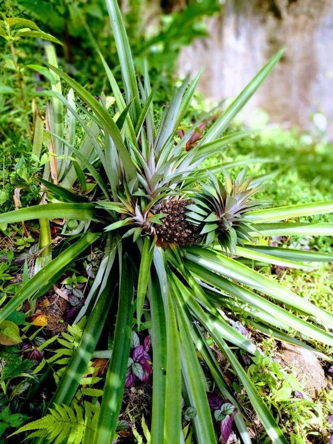 Roots Jungle Retreat Villa Marigot Bagian luar foto