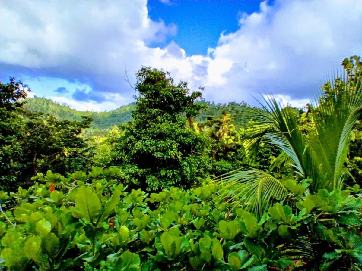 Roots Jungle Retreat Villa Marigot Bagian luar foto