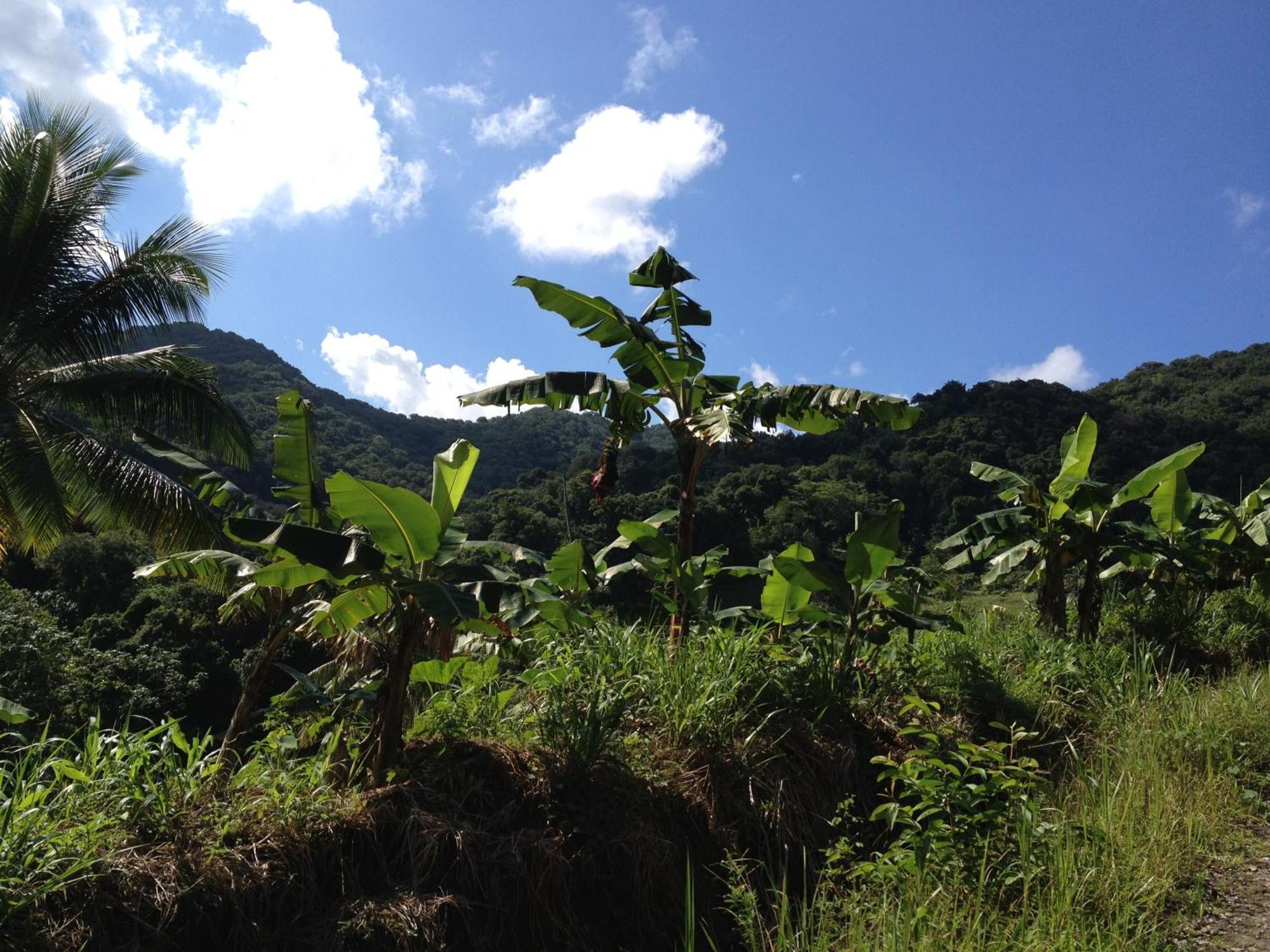 Roots Jungle Retreat Villa Marigot Bagian luar foto