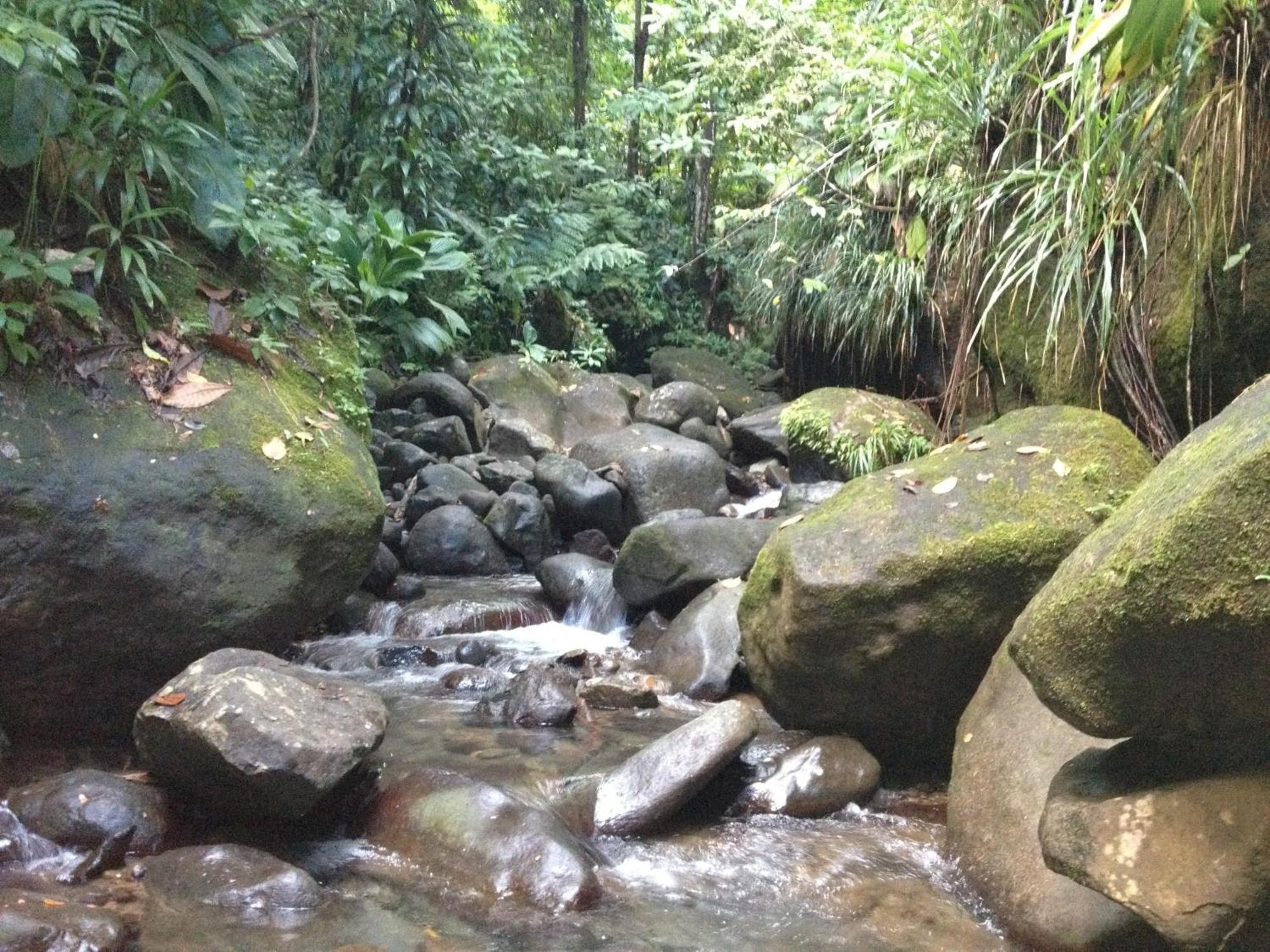 Roots Jungle Retreat Villa Marigot Bagian luar foto