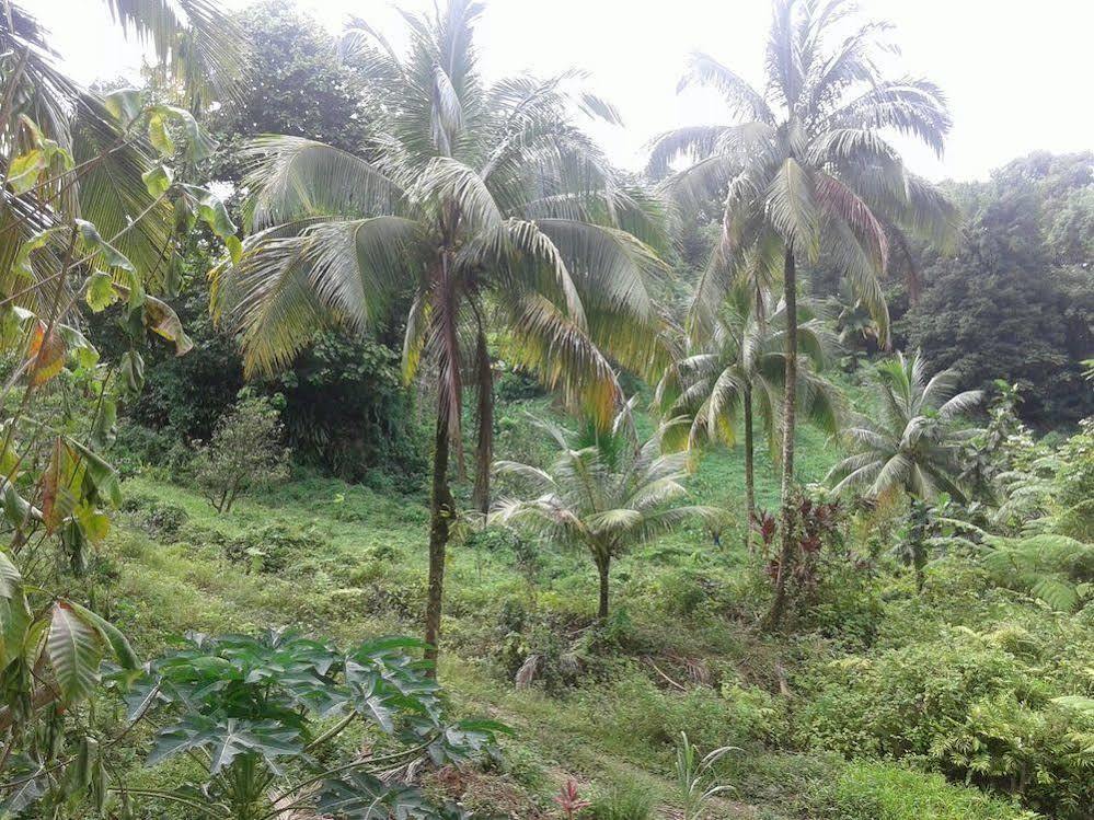 Roots Jungle Retreat Villa Marigot Bagian luar foto