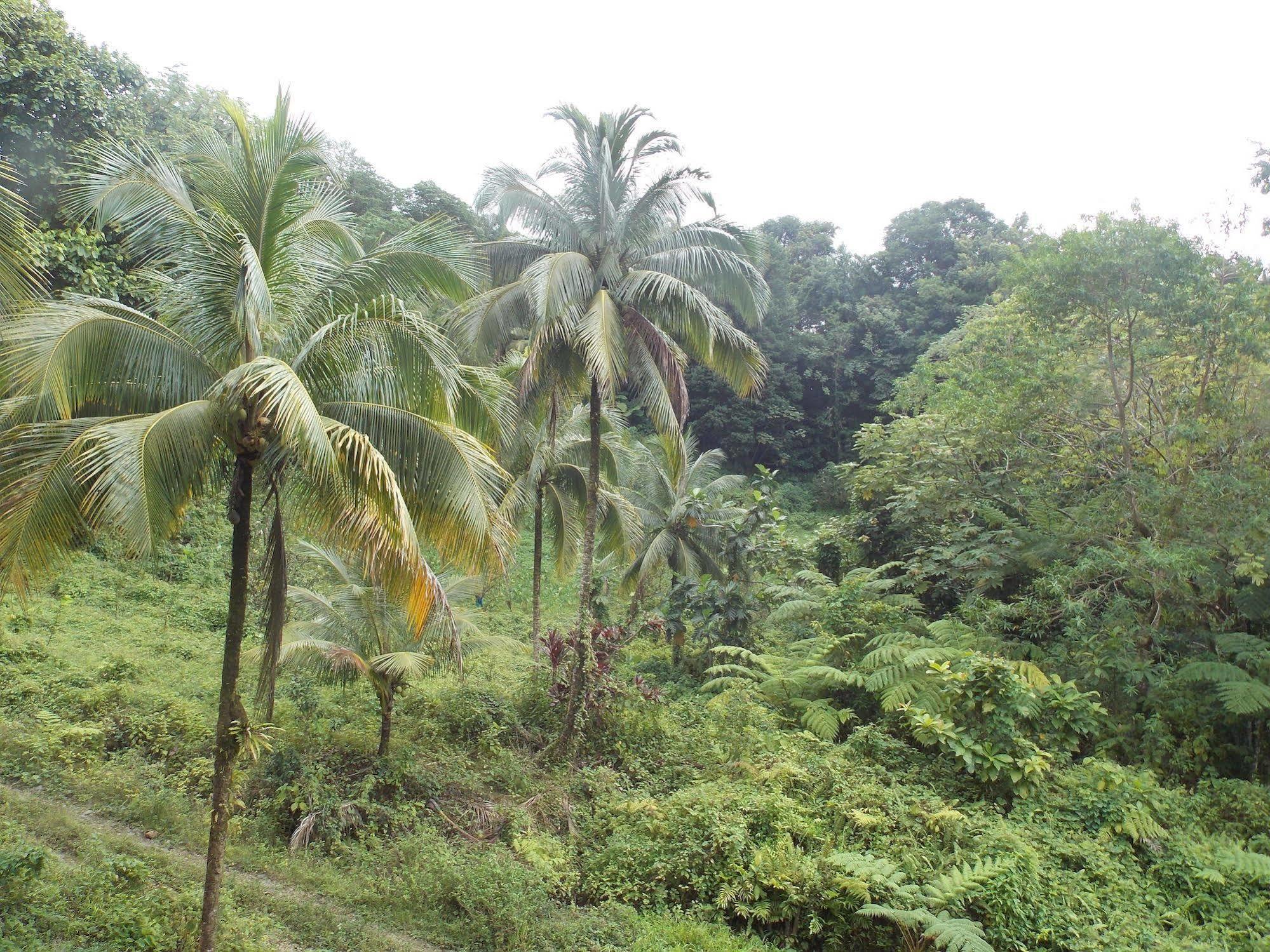 Roots Jungle Retreat Villa Marigot Bagian luar foto
