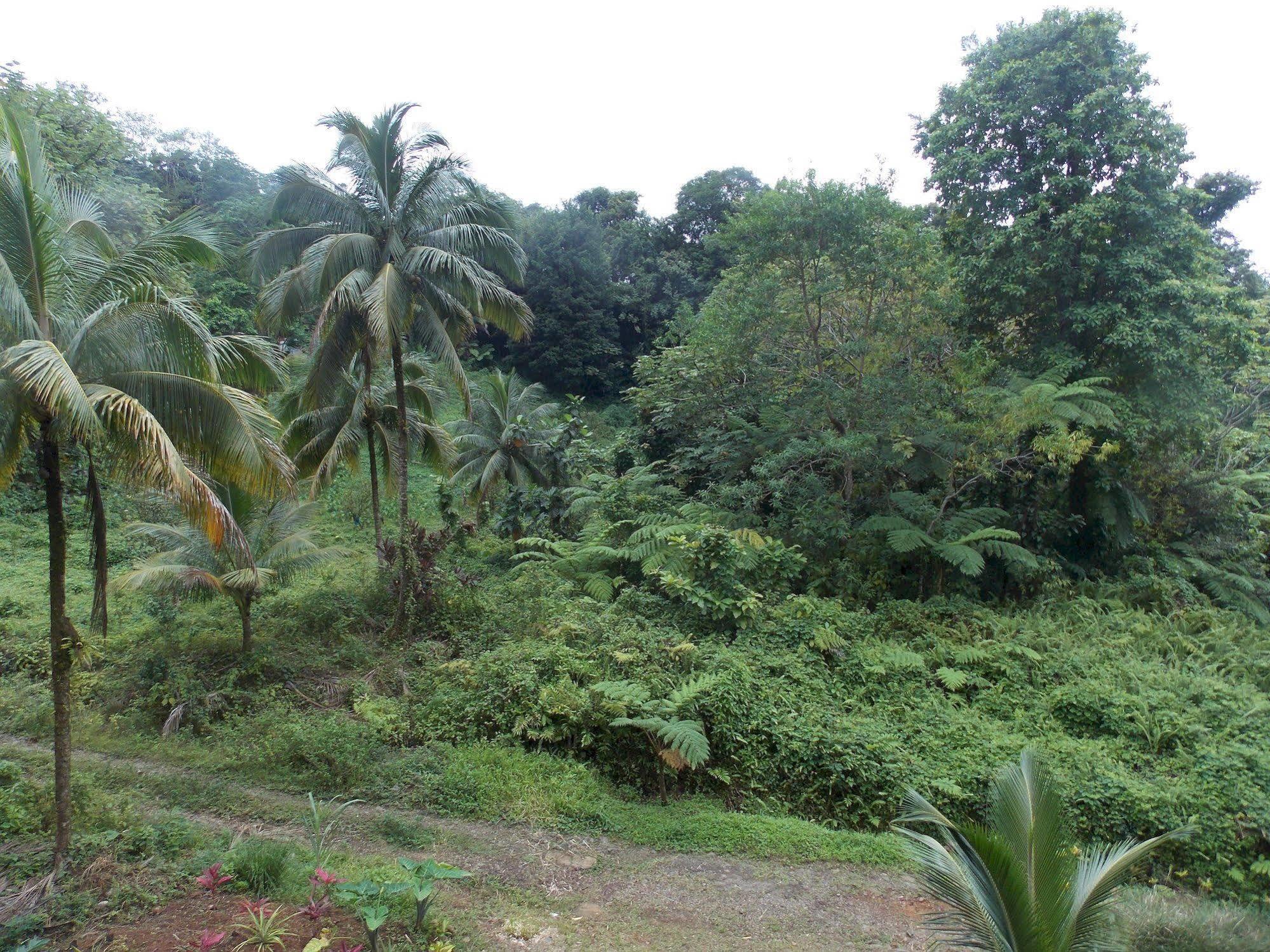 Roots Jungle Retreat Villa Marigot Bagian luar foto