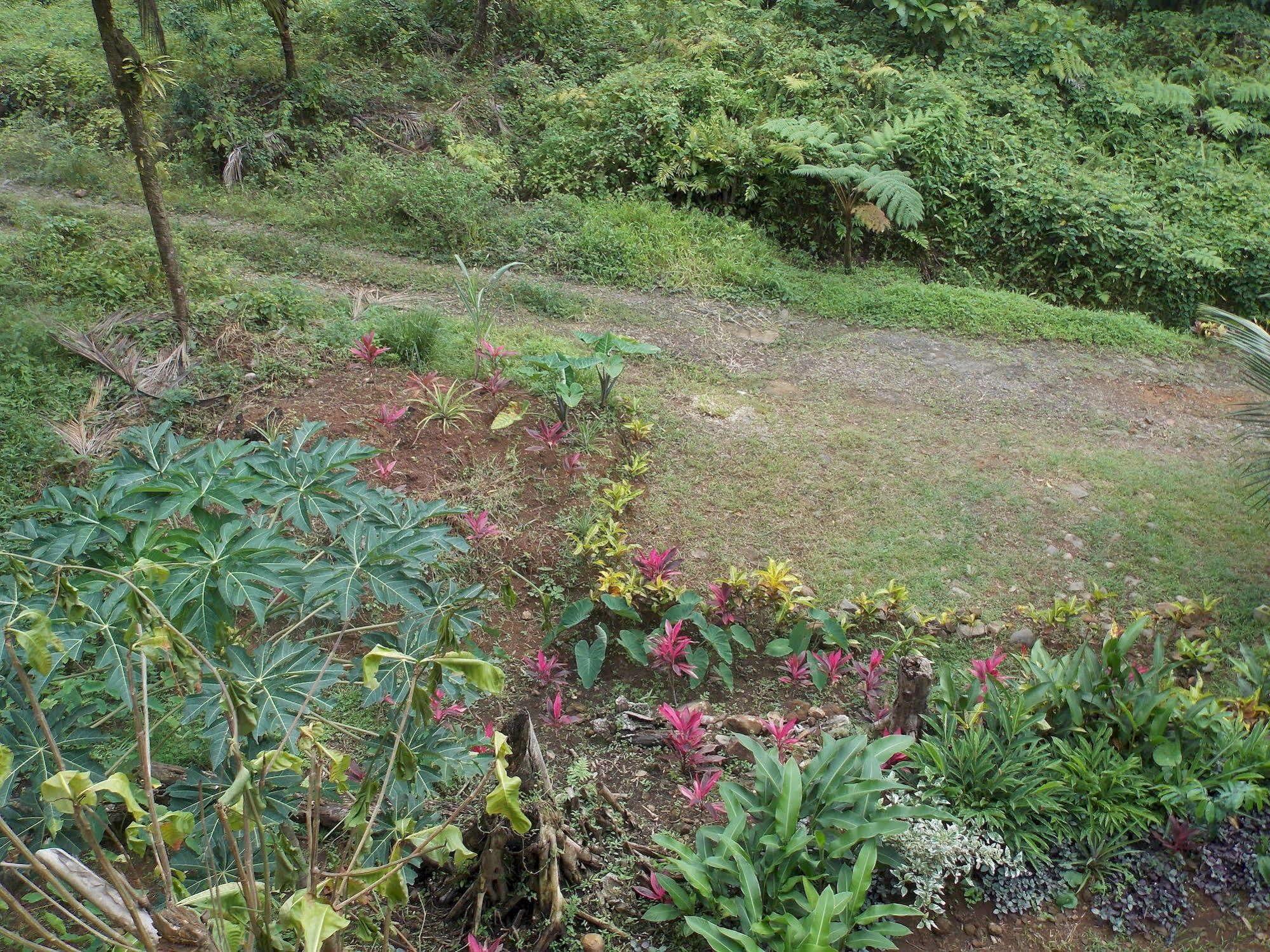 Roots Jungle Retreat Villa Marigot Bagian luar foto